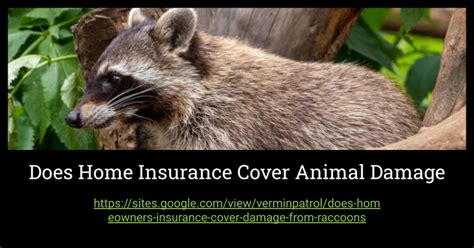 Does State Farm Homeowners Insurance Cover Raccoon Damage